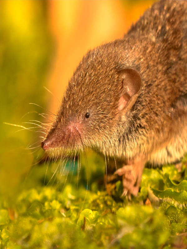 Extermination de nuisibles à Sevrier