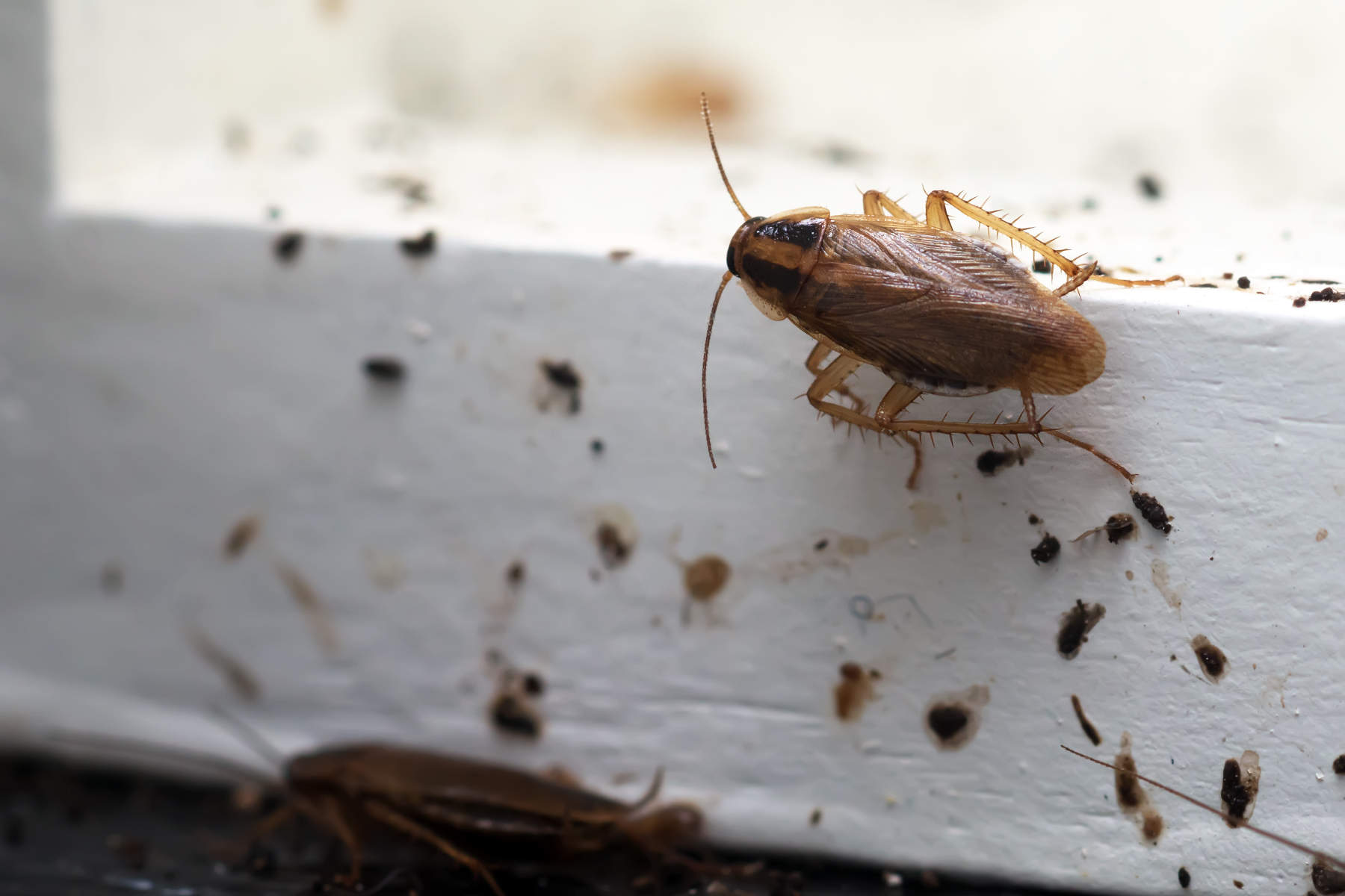 Extermination de nuisibles à Viuz-en-Sallaz