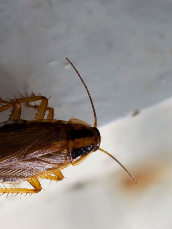 Extermination de nuisibles à Valleiry