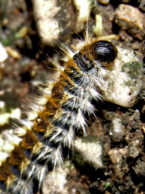 Extermination de nuisibles à Viry