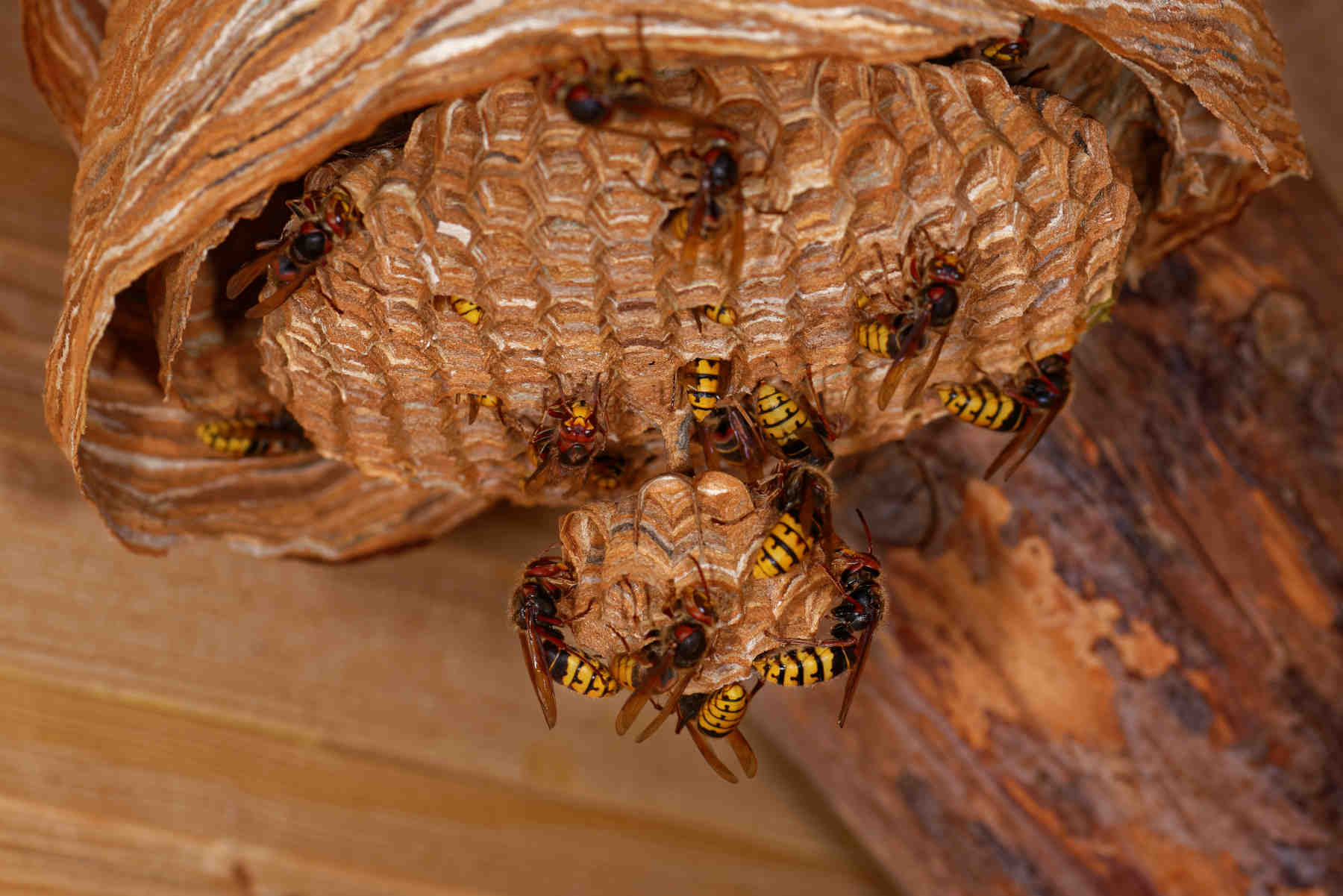 Extermination de nuisibles à Seyssel