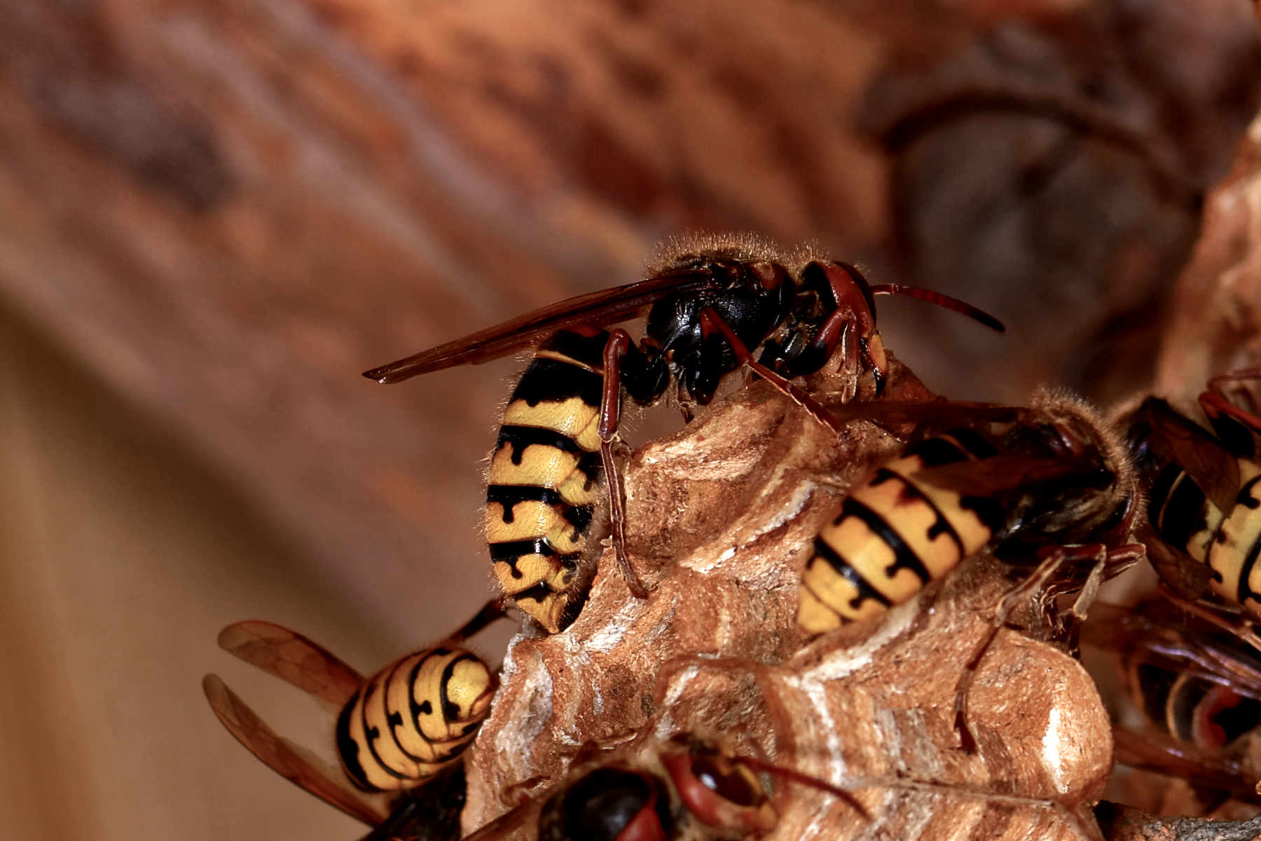 Extermination de nuisibles à Douvaine