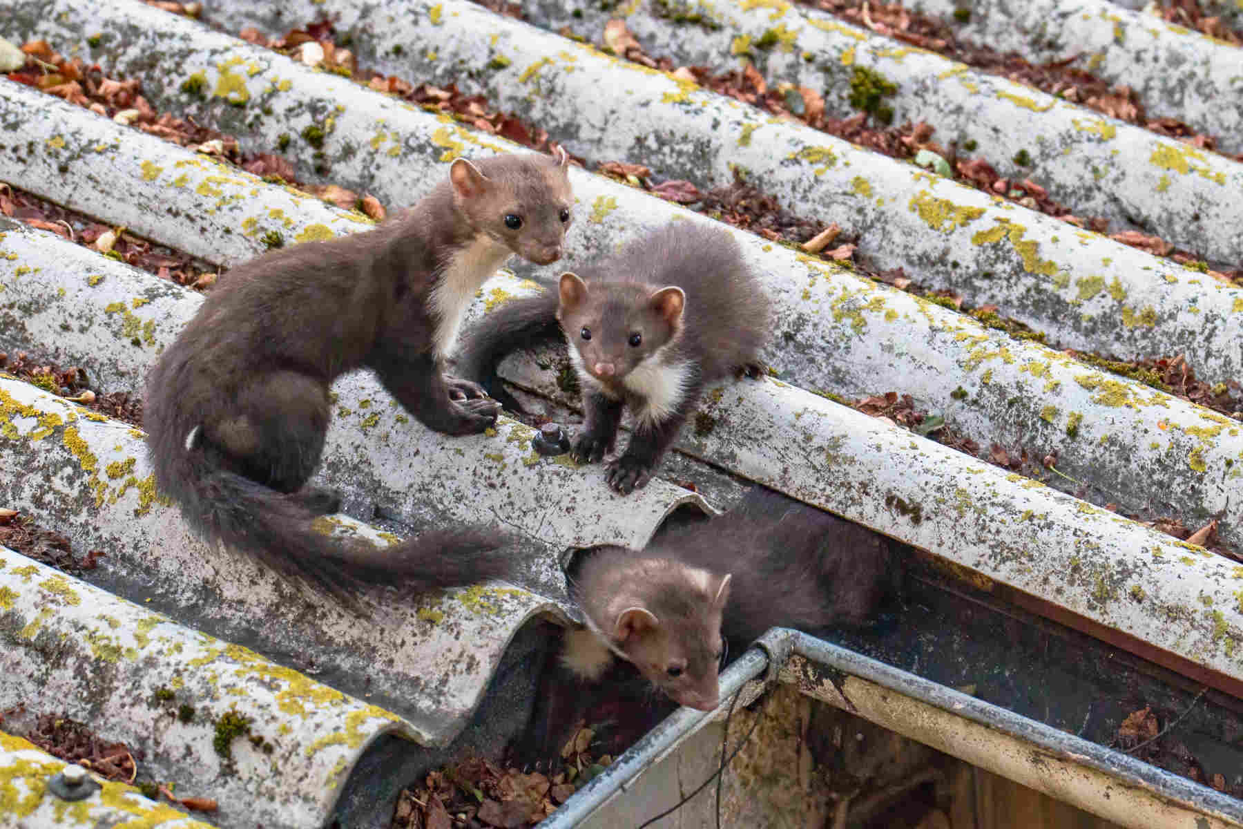 Extermination de nuisibles à Marnaz